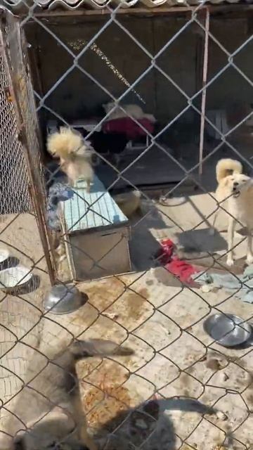 Молдавский приют животных .Очень сложно содержать животных 🥲Мы надеемся на лучшие условия животных. смотреть онлайн