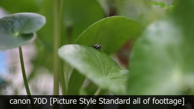 Review Carl Zeiss Jena Tessar 50mm F2.8 смотреть онлайн