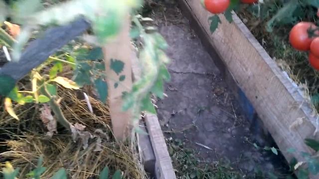 Собираем томаты с теплицы . смотреть онлайн