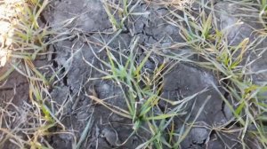 Боронование озимой пшеницы.