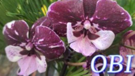 №1043/ ОБЗОР орхидей в OBI смотреть онлайн