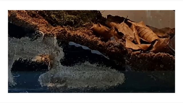 Harpegnathos venator Urameise Haltung смотреть онлайн