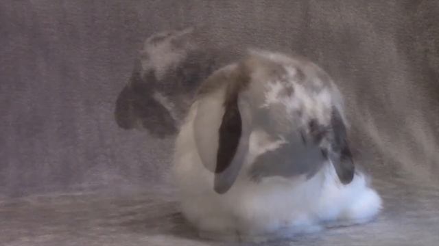 Cake Pop's Secret Love