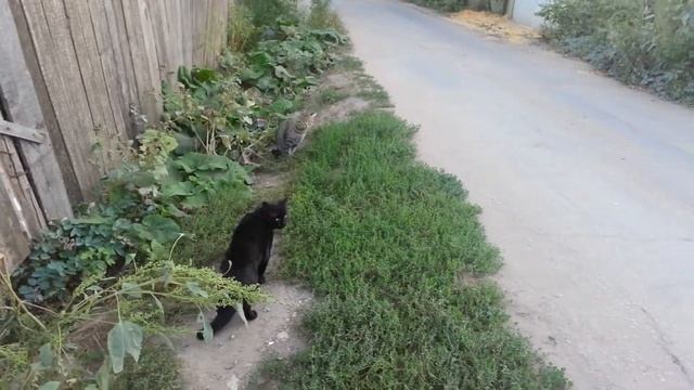 Коты так и не подрались смотреть онлайн