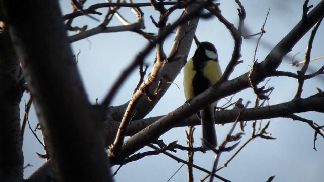 Ария синички.