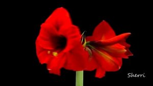 С Праздником 8 Марта!)