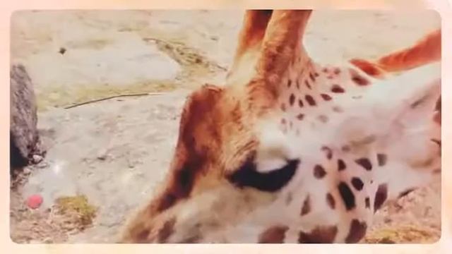 At the zoo. (Created with @Magisto) смотреть онлайн