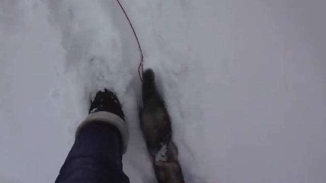 Хорёк смотреть онлайн