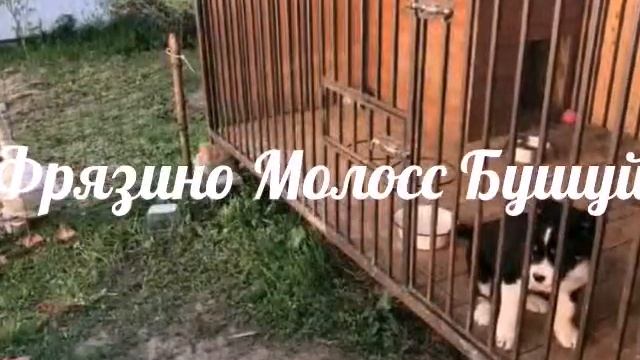 Video 20180518085247896 by videoshow смотреть онлайн