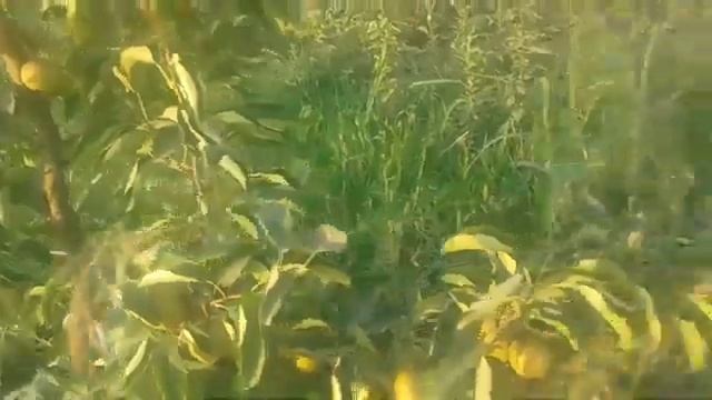 КИВИЙ НОК КОРЕЙСКИЙ СОРТ