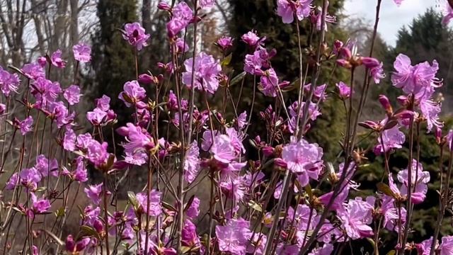 Цветение рододендрона. Ботанический сад Владивостока. 17.04.24 смотреть онлайн