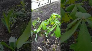 рассказываю как надо правильно садить каштан и показываю какие каштаны мы посадили в 2 года