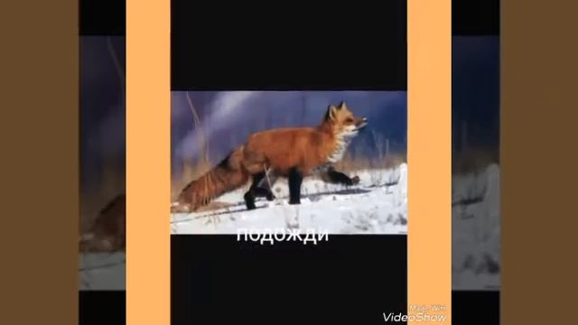 #Первое водио!. Няшные лисички ! смотреть онлайн