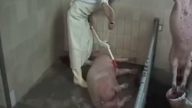 Kentmaster - Electric Stunner (Constant Voltage) - KLC-1 (pork) смотреть онлайн