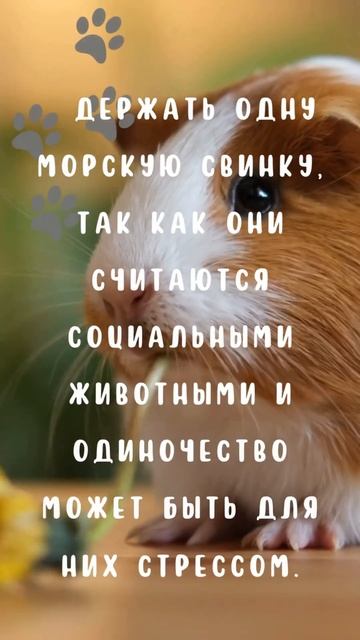 Запрет на МОРСКИХ СВИНОК🚫 #shorts #интересныефакты #развитие #chill #животные #FARKLY