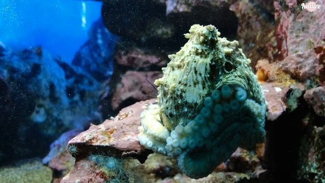 Submerged Serenity | A Visual Journey into Underwater Marvels смотреть онлайн
