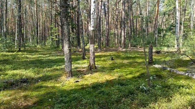 Магия леса...черника...