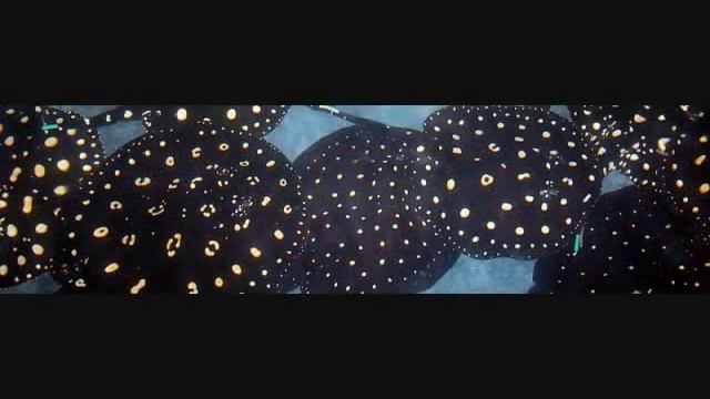 Black Diamond Stingray - Potamotrygon Leopoldi sp. "Black Diamond" смотреть онлайн