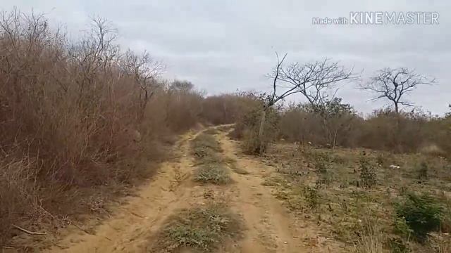 Mar de pássaros e passeio no roçado смотреть онлайн