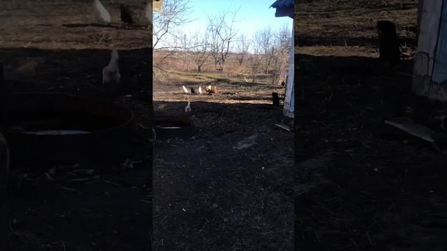 Наводимо лад на подвір’ї смотреть онлайн