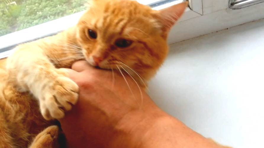 Кот кусака смотреть онлайн