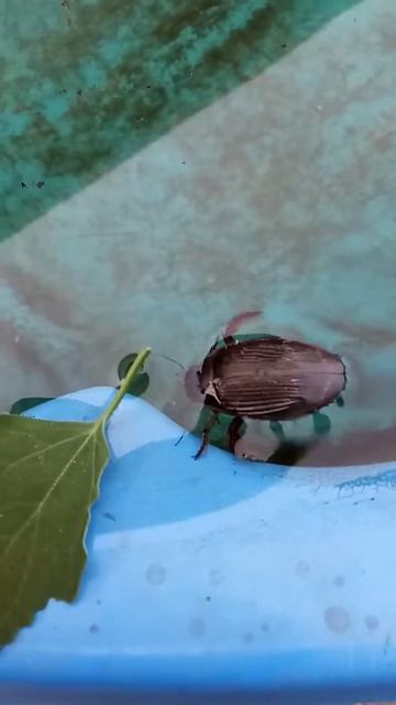#was #stimmt #denn #mit #dem #riesen #schwimmkäfer #nicht