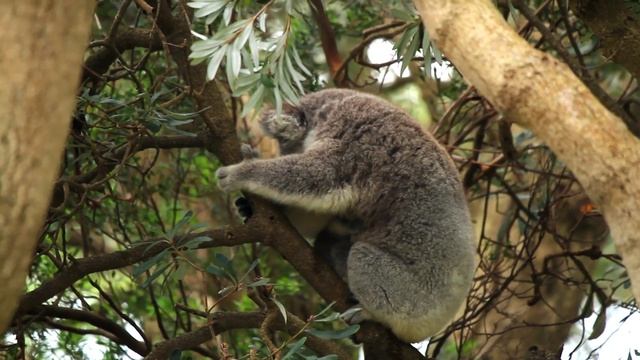 Koala fight. смотреть онлайн