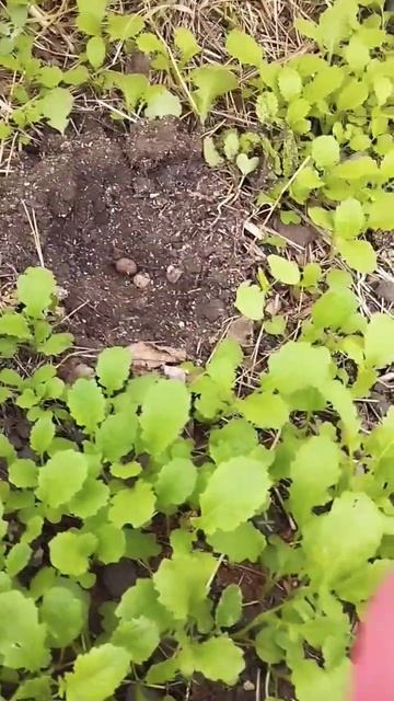Сажаем перцы и томаты в открытый грунт #природноеземледелие #дача #перцы #томаты #заземление смотреть онлайн