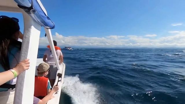 Киты Доминикана 28.02.2022