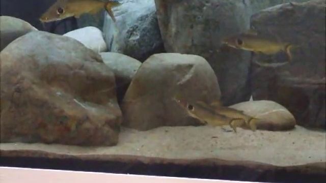 Horabagrus brachysoma смотреть онлайн