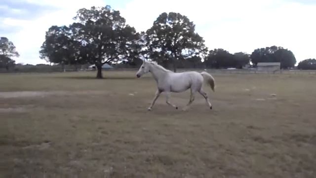 Larimar 1996 Premium Holsteiner Mare in foal out in the field playing смотреть онлайн