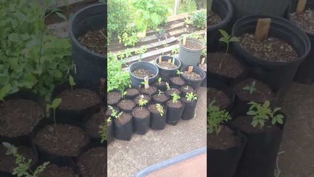 Pallet Garden Zone 1 смотреть онлайн
