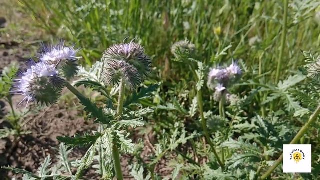 Фацелія, як медонос. смотреть онлайн
