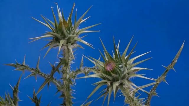 Rare blooming flowers | Beautiful variety flowers blooming~ Relaxing Music ~Time Lapse 🌼105.2 смотреть онлайн
