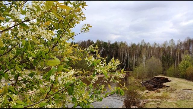 С  Есенин  Черёмуха  #стихиовесне #поэтысеребряноговека