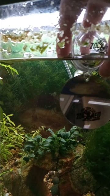Ube: Betta mirror reaction смотреть онлайн