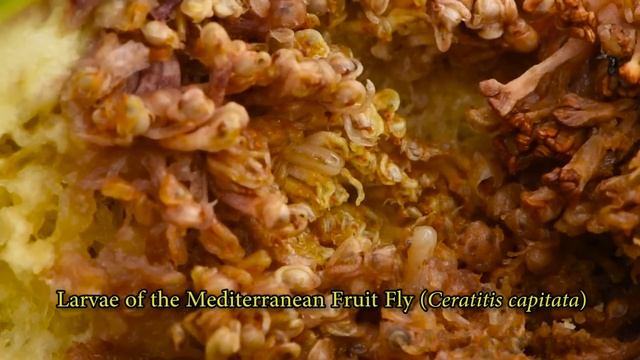 Jumping Fruit Fly Larvae | Identifying Orchard and Garden Pests | MedFruit Fly (Ceratitis capitata) смотреть онлайн