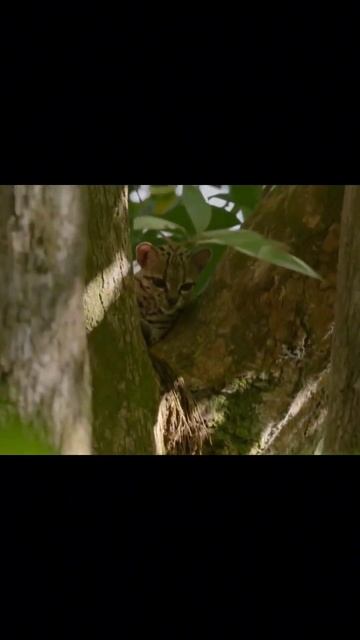 Маргай - Обезьяна Середи Котов! #кошка #обезьяна #кошки #хвост #животные #звери #маргай смотреть онлайн