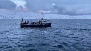 Киты в Териберке