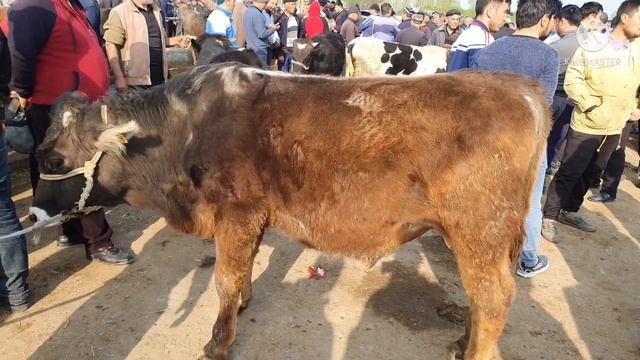 CHIMYON UZ , QUVA BOZORIDA .kurib uzingiz baho berig? смотреть онлайн