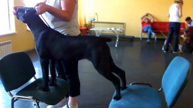 Джойка. ринговая 2