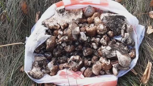 Диман Перфилов