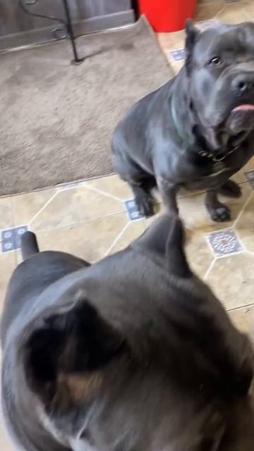 Как и обещала- угощаю 🥰#tttt #канекорсо #canecorso #canecorsoitaliano #cane #канекорсоитальяно смотреть онлайн
