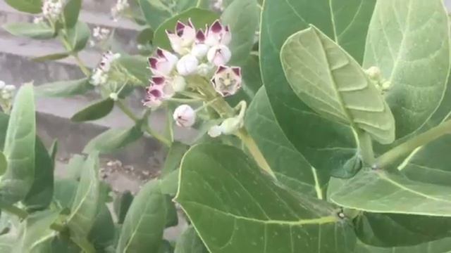 Akk plant -ਅੱਕ ਦਾ ਬੂਟਾ - in Sect 43 Chandigarh in front of a Showroom смотреть онлайн