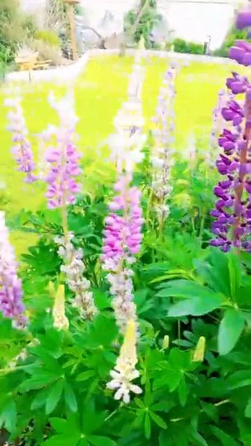 BEAUTIFUL SPRING FLOWERS IN THE GARDEN #shorts #flowers #spring смотреть онлайн