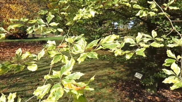 Fagus sylvatica 'Albovariegata' buk lesní смотреть онлайн