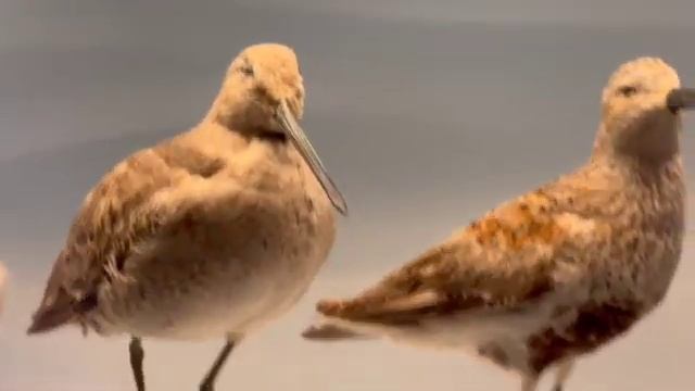Bald eagle surfbird hawks willet yellowlegs dunlin sanderling rhinoceros auklet sandpiper 14262 смотреть онлайн