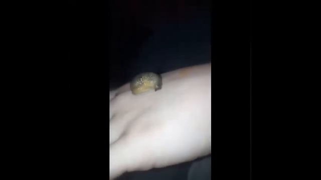 Слизень. Смоужык. Чудо природы. смотреть онлайн