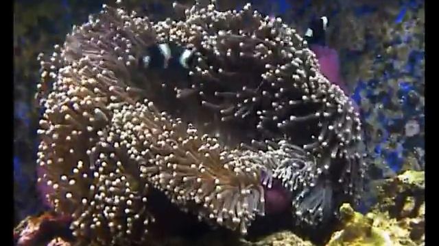 Nemo in anemone Amphiprion ocellaris black смотреть онлайн