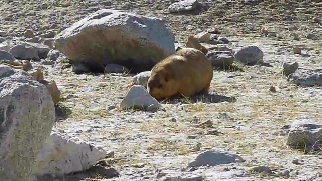 Himalayan Marmot 1.mp4